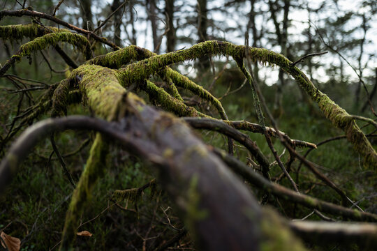 Norwegian woods
