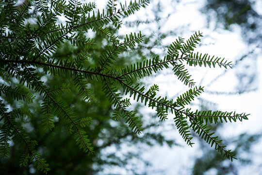 Pine spikes
