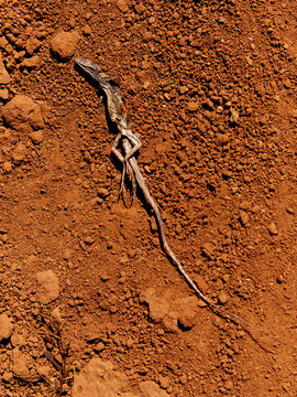 Dead Lizard