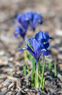 Clusters or Purple Dwarf Iris with Grass-like Leaves in Xeriscape Garden