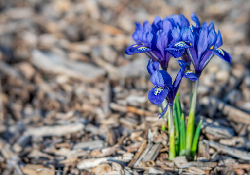 Close-up Cluster of Purple Dwarf Iris Flowers in Mulched Garden