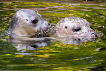 Fototapeta premium Common or harbor seal baby