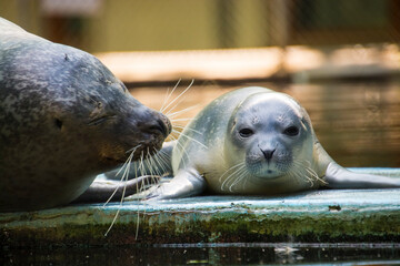 Common or harbor seal baby © belizar
