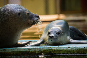 Common or harbor seal baby