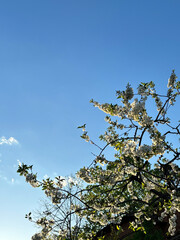 White blooming flowers on a branch 