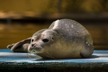 Common or harbor seal baby