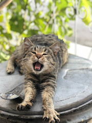 Portrait of a cat yawning