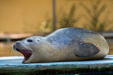 Common or harbor seal baby