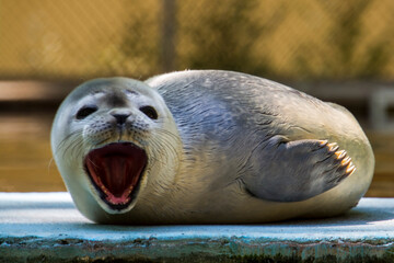 Common or harbor seal baby © belizar