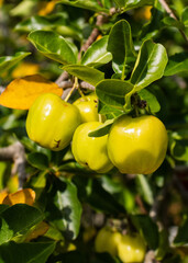 Green Acerola (Melpighia marginata) Fruits Hanging in the Tree