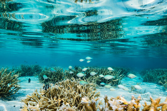 Coral and fish 