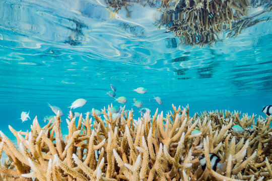 Coral and fish 