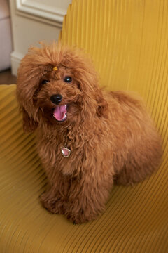 Portrait of toy poodle