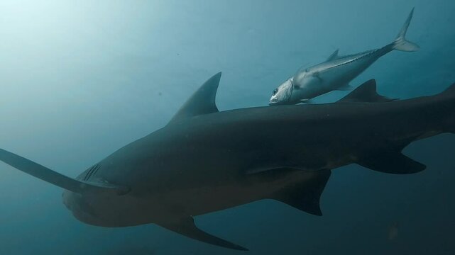 Two bull sharks (Carcharhinus leucas) swim very close to the camera in a striking underwater low-angle shot, highlighting their size and power. Check my portfolio for more bull shark footage.