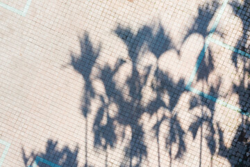 Palm tree shadows on tiled pavement in sunlit outdoor open space