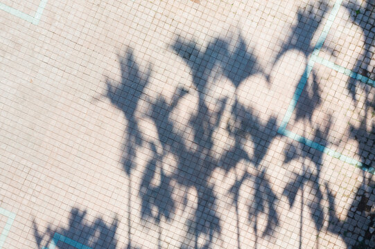 Palm tree shadows on tiled pavement in sunlit outdoor open space