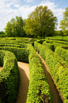 Winding Paths Through a Lush Hedge Maze
