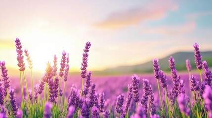 Fototapeta premium Sunset Over Lavender Fields Stretching to the Horizon