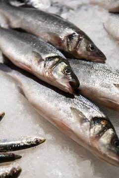 Fish