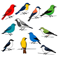 collection of birds
