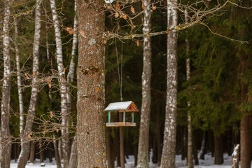 homemade colorful imperfect wooden bird feeder against the backdrop of a pine winter forest