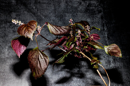 Shiso Japanese basil