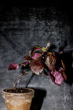 Shiso Japanese basil