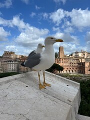 Seagull