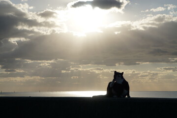 さくらねこ、海を眺める