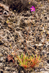 Appalachian Fameflower, Phemeranthus teretifolius. A bright pink flower, buds, and succulent basal leaves. Growing in rocky, dry cliff outcrop in the Little River Canyon National Preserve in Alabama.