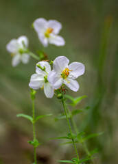 Pale Meadow Beauty, Rhexia mariana, with nearly white flowers, showy yellow stamens, and hairy stems on a blurred green background.