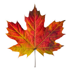 Obraz premium Red maple leaf with intricate veins.