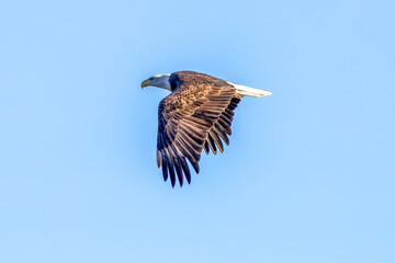 eagle