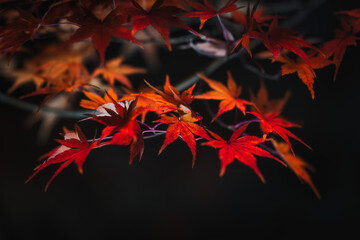 Tokyo, Japan - December 3, 2024:  Red leaves of Japanese maple in winter night