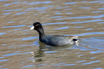 great crested grebe