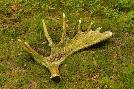 Moose Antlers
