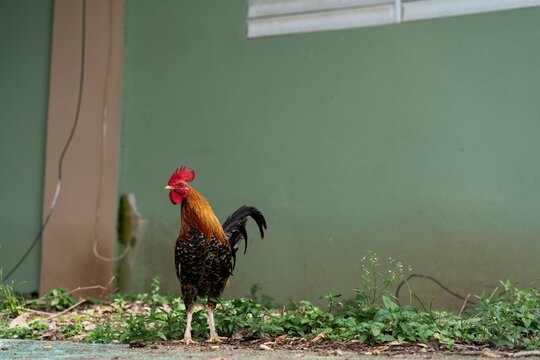 Rooster standing outside in Isabel II, Vieques
