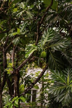 Breadfruit tree with lush leaves in Puerto Rico
