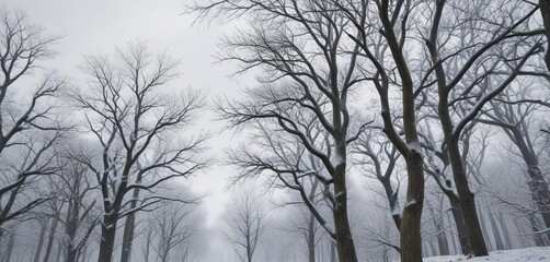 Snow-covered trees and branches stretching towards the grey sky with a hint of frost on the leaves, wintry wonderland , grey sky, seasonal change