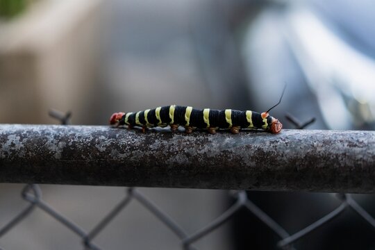 Frangipani caterpillar on a metal fence in Puerto Rico
