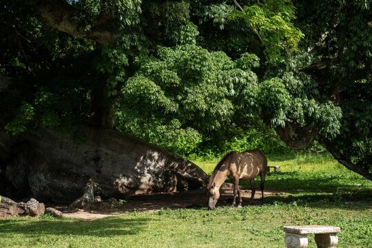 Wild horse grazing near ancient Ceiba tree in Vieques