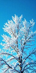 Tree branches covered in thick layer of frost against clear blue sky , branch, tree, winter