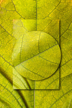 Abstract composition with a leaf