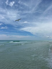 Seagull flying over the Gulf of Mexico Emerald Coast Florida 