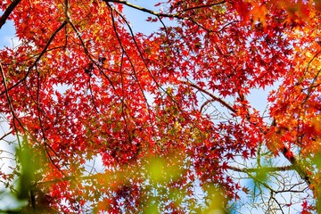 用作公園の紅葉