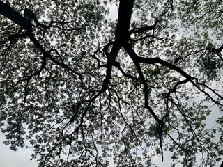 Shadow under the big tree spreading branches covering the sky
