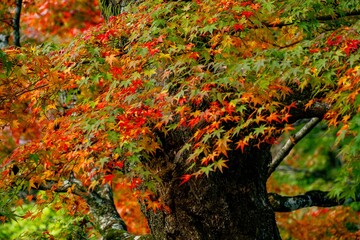 用作公園の紅葉