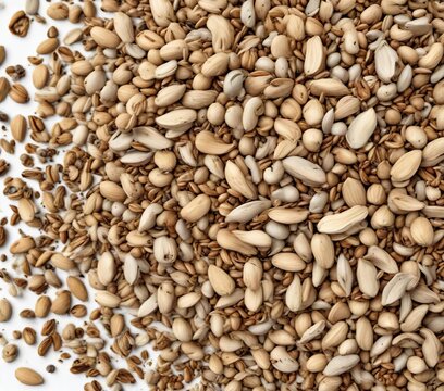 Handful of seeds isolated on white with husks and debris , grain, nature, handfull