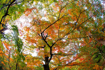 用作公園の紅葉
