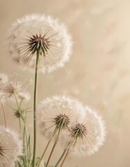 Obraz premium Pastel shades of abstract dandelion flowers on a cream and beige background , NatureMotifs, WhimsicalColors, ColorfulFlowers